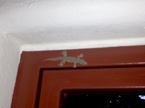 Gekko